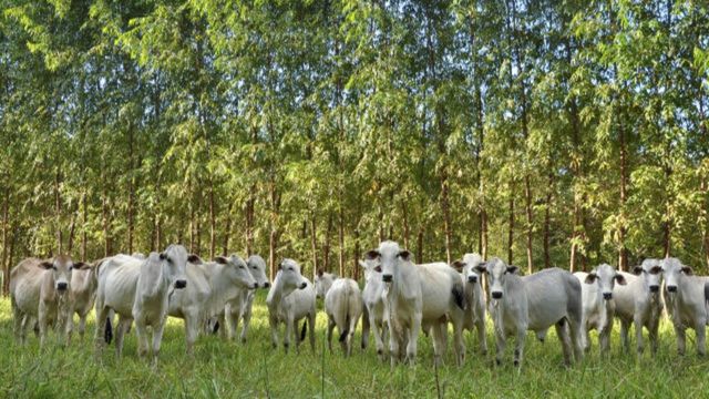 Bovinos em área de ILPF. Foto: Embrapa