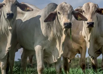 Ao todo, os pesquisadores avaliaram 48 touros nelore selecionados em um rebanho de 1.020 animais - Foto: Globo Rural