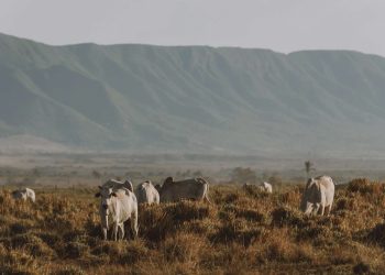 Foto: Rally da Pecuária, por Alécio Cezar