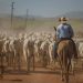 Foto Rally da Pecuária, por Alécio Cezar