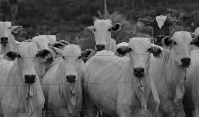 Foto de Jose  Fagundes : https://www.pexels.com/pt-br/foto/natureza-fazenda-sitio-chacara-10823067/