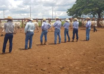 Treinamento de equipes da fazenda de produção de boi gordo. Foto: Divulgação