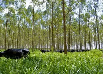 Escritórios Verdes e Sebrae impulsionam a pecuária sustentável