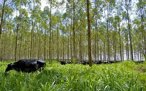 Escritórios Verdes e Sebrae impulsionam a pecuária sustentável