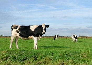 Eliminar metano da ruminação bovina contribui para limitar o aquecimento global. (Fonte: Word Images/Reprodução)