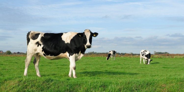 Eliminar metano da ruminação bovina contribui para limitar o aquecimento global. (Fonte: Word Images/Reprodução)