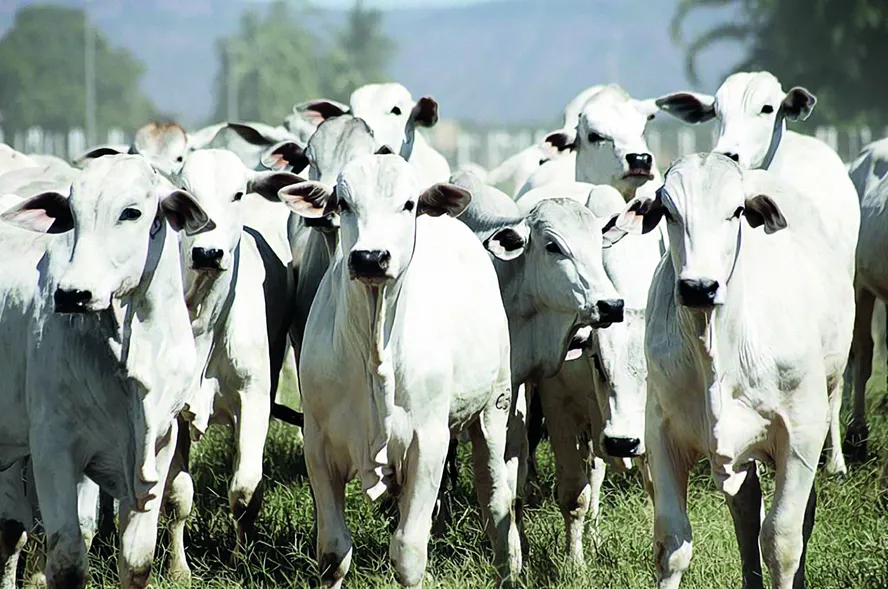 Com novo protocolo, Frigol tem o intuito de seguir uma conduta socioambiental para a compra de produtos de origem bovina do Cerrado — Foto: Getty