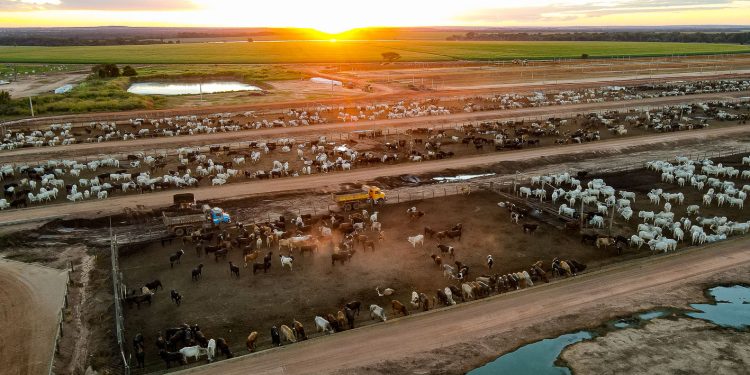 100% do gado terminado na propriedade de 12 mil hectares é fornecido para a JBS. Foto: Fazenda Conforto