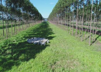 Solução para a Amazônia está na pecuária