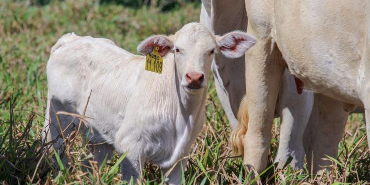 A força do agro: Mapa revela os 100 municípios que respondem por 1/3 da produção agrícola brasileira