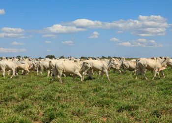 Na JBS, estudo mostra que recuperação de pastagens pode reduzir emissões e melhorar carne brasileira