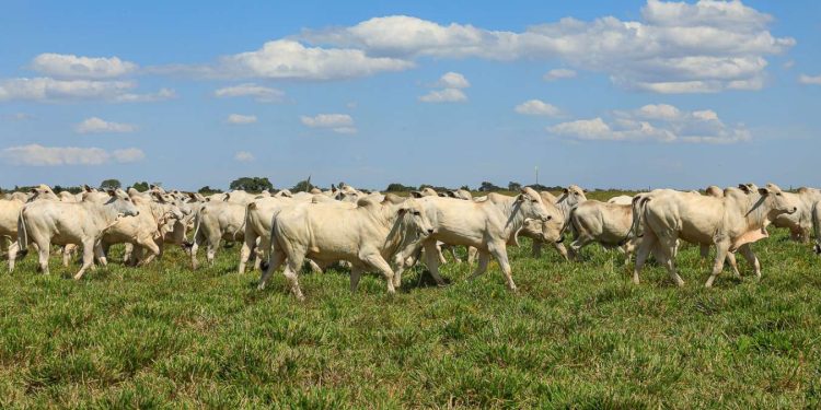 Na JBS, estudo mostra que recuperação de pastagens pode reduzir emissões e melhorar carne brasileira