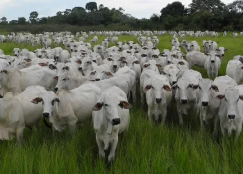 Rebanho de bovinos de corte em área de capim nativo no Pantanal. Foto: Divulgação/Embrapa Pantanal