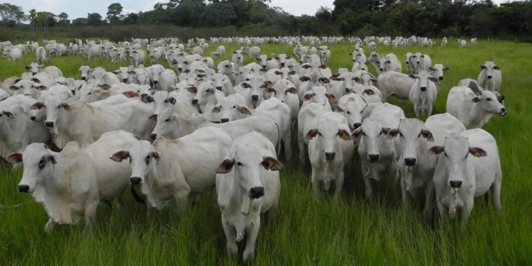 Rebanho de bovinos de corte em área de capim nativo no Pantanal. Foto: Divulgação/Embrapa Pantanal