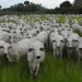 Rebanho de bovinos de corte em área de capim nativo no Pantanal. Foto: Divulgação/Embrapa Pantanal