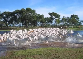 Rebanho bovino atravessa área alagada no Pantanal; carne produzida no bioma está em processo para aquisição do selo de Indicação Geográfica. (Foto: Arquivo/Acrissul) - CREDITO: CAMPO GRANDE NEWS