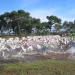 Rebanho bovino atravessa área alagada no Pantanal; carne produzida no bioma está em processo para aquisição do selo de Indicação Geográfica. (Foto: Arquivo/Acrissul) - CREDITO: CAMPO GRANDE NEWS