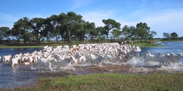 Rebanho bovino atravessa área alagada no Pantanal; carne produzida no bioma está em processo para aquisição do selo de Indicação Geográfica. (Foto: Arquivo/Acrissul) - CREDITO: CAMPO GRANDE NEWS