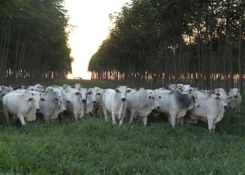 Asbram une sustentabilidade e lucratividade na pecuária