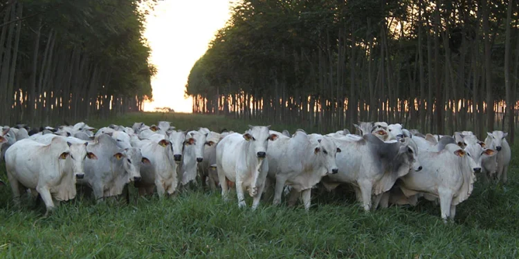 Asbram une sustentabilidade e lucratividade na pecuária