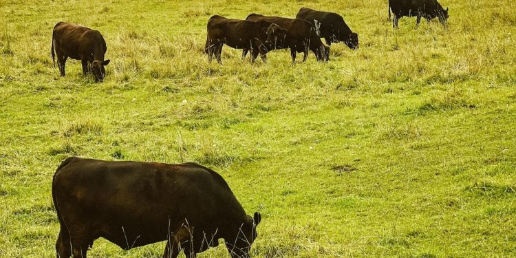 animais angus em pastagem