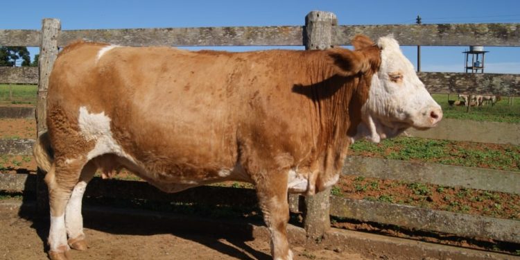 Fazendas removem mais carbono do que produzem, afirma pesquisa