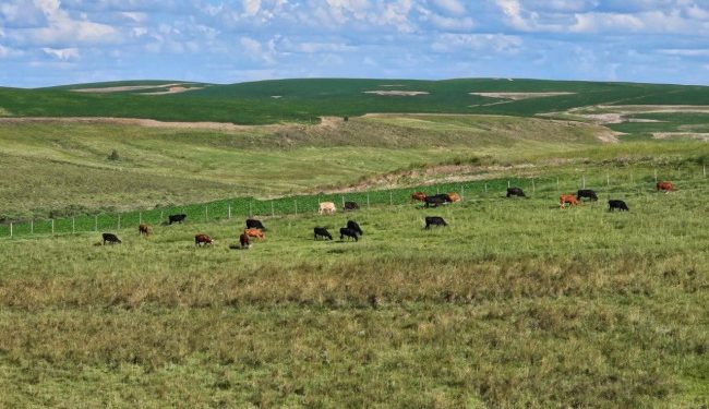 Sustentabilidade e mudanças climáticas serão o centro dos debates no Universo Pecuária