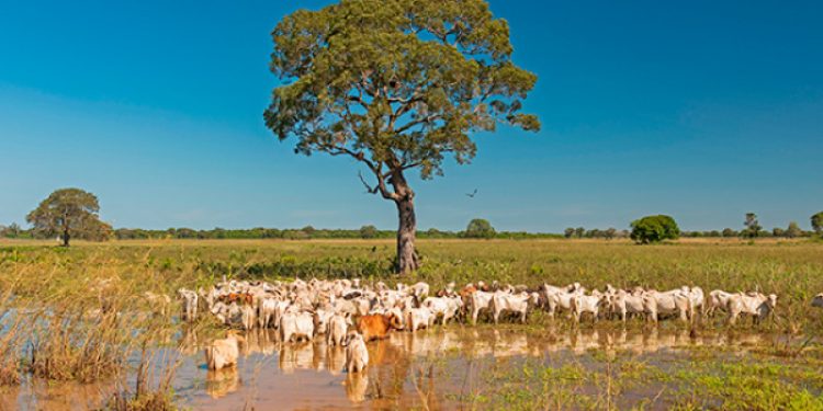 Avanço genético: Pantanal é o maior investidor em inseminação artificial do estado