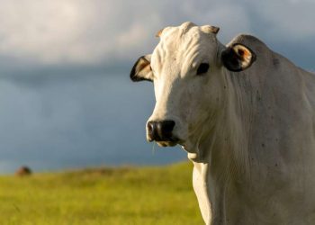 Fundo representa um avanço significativo para a pecuária estadual. Foto: divulgação.