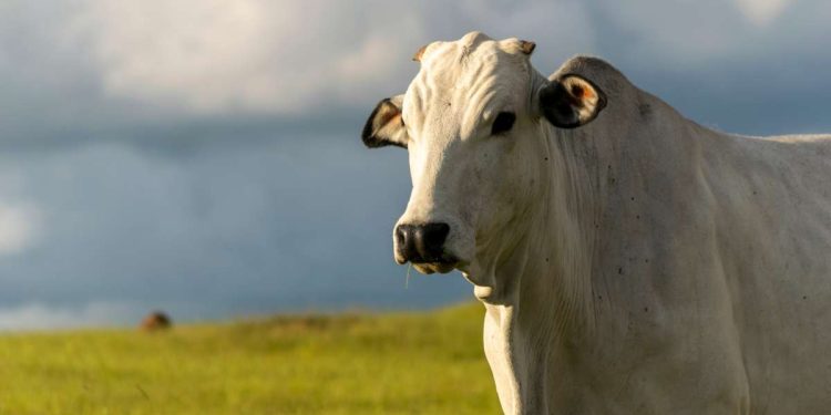 Fundo representa um avanço significativo para a pecuária estadual. Foto: divulgação.