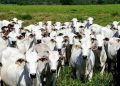 Todo o rebanho bovino do Pará será rastreado Leia mais em: https://forbes.com.br/forbesagro/2025/01/jbs-vai-dispor-de-3-milhoes-de-tags-para-rastrear-o-gado-do-para/