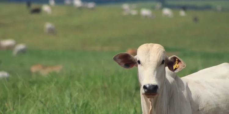 O Ministério da Agricultura e Pecuári Fonte: https://agro.estadao.com.br/agropolitica/ministerio-cria-comite-para-acompanhar-plano-de-rastreabilidade-bovina