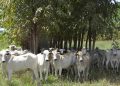 ILPF com bovinos/Embrapa Cerrados. Fazenda Santa Brígida, em Ipameri (GO). Por: Breno Lobato.