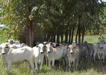ILPF com bovinos/Embrapa Cerrados. Fazenda Santa Brígida, em Ipameri (GO). Por: Breno Lobato.