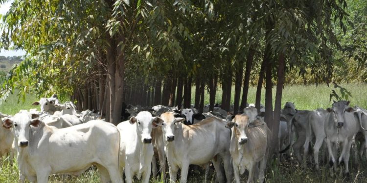 ILPF com bovinos/Embrapa Cerrados. Fazenda Santa Brígida, em Ipameri (GO). Por: Breno Lobato.