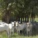 ILPF com bovinos/Embrapa Cerrados. Fazenda Santa Brígida, em Ipameri (GO). Por: Breno Lobato.