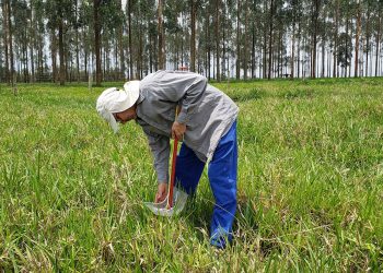 O estudo utilizou medições de campo realizadas ao longo de dois anos. Foto: Sandra Furlan