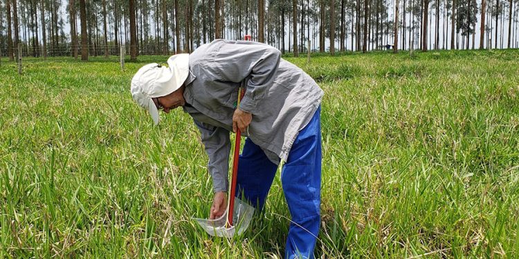 O estudo utilizou medições de campo realizadas ao longo de dois anos. Foto: Sandra Furlan