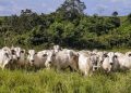 Foto: Produzindo Certo