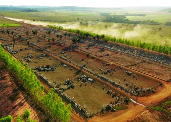 Confinamento na Fazenda Serra Verde: seleção genética e dieta precisa garantem precocidade para abater 10 mil cabeças por ano. Foto: divulgação.