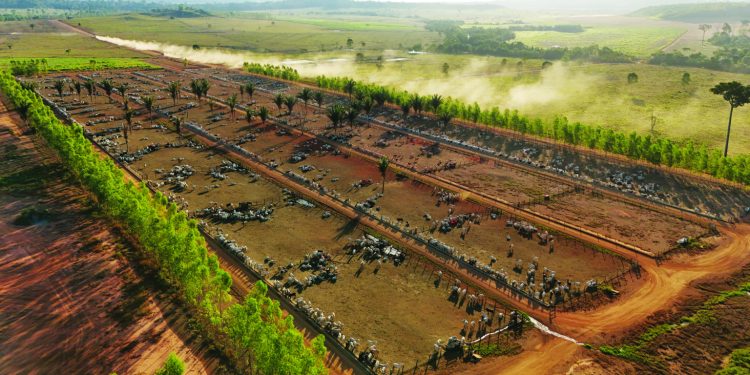 Confinamento na Fazenda Serra Verde: seleção genética e dieta precisa garantem precocidade para abater 10 mil cabeças por ano. Foto: divulgação.