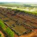 Confinamento na Fazenda Serra Verde: seleção genética e dieta precisa garantem precocidade para abater 10 mil cabeças por ano. Foto: divulgação.