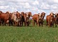 Entidade Mesa Brasil Pecuária Sustentável analisa que a aplicação de tecnologias no campo avança e ajuda a alavancar a produtividade do setor | Foto Divulgação Epamig
