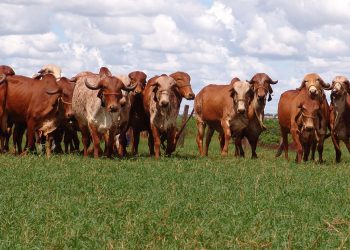 Entidade Mesa Brasil Pecuária Sustentável analisa que a aplicação de tecnologias no campo avança e ajuda a alavancar a produtividade do setor | Foto Divulgação Epamig