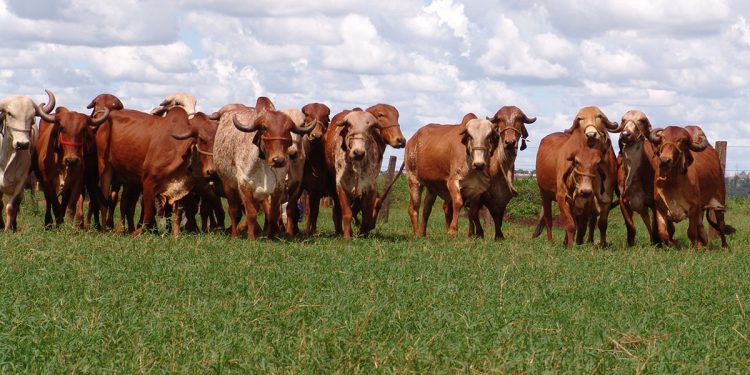 Entidade Mesa Brasil Pecuária Sustentável analisa que a aplicação de tecnologias no campo avança e ajuda a alavancar a produtividade do setor | Foto Divulgação Epamig