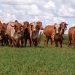 Entidade Mesa Brasil Pecuária Sustentável analisa que a aplicação de tecnologias no campo avança e ajuda a alavancar a produtividade do setor | Foto Divulgação Epamig