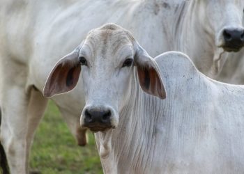 Produtores, indústrias, assistência técnica, comunicação rural, ciência e políticas públicas trabalharam em sintonia por décadas. FreePik.