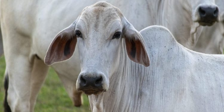 Produtores, indústrias, assistência técnica, comunicação rural, ciência e políticas públicas trabalharam em sintonia por décadas. FreePik.