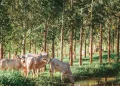 Gado em pasto da Fazenda Uberaba, que aplica o método de integração lavoura-pecuária-floresta. Imagem: Gabriel Cabral/Folhapress