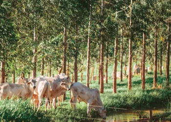 Gado em pasto da Fazenda Uberaba, que aplica o método de integração lavoura-pecuária-floresta. Imagem: Gabriel Cabral/Folhapress